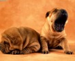 Papel de Parede Shar-Pei Bocejando