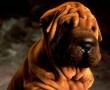 Papel de Parede Cachorro Shar-Pei