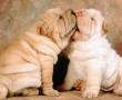 Papel de Parede Beijo de Shar-Pei