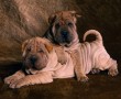 Papel de Parede Filhotes de Shar-Pei
