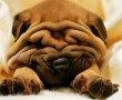 Papel de Parede Shar-Pei Enrugadinho