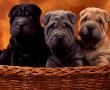 Papel de Parede Shar-Pei e Suas Cores