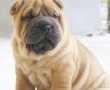 Papel de Parede Cão Shar-Pei