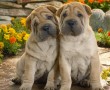 Papel de Parede Shar-Pei Fofo