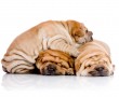 Papel de Parede Filhotes de Cão Shar-Pei