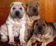 Papel de Parede Cães da Raça Shar-Pei