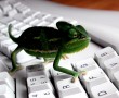 Papel de Parede Teclado – Camaleão