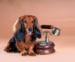 Papel de Parede Telefone e o Cachorro