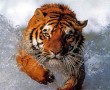 Papel de Parede Tigre Correndo na Água