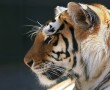Papel de Parede Tigre de Perfil