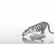 Papel de Parede Desenho de Tigre Tomando Água