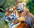 Papel de Parede Tigre e Seu Filhote