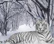 Papel de Parede Tigre Albino na Floresta com Neve