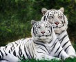 Papel de Parede Dois Tigres Albinos