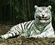 Papel de Parede Tigre Albino na Floresta