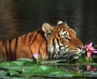 Papel de Parede O Tigre e a Flor de Lótus