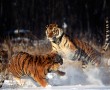 Papel de Parede Tigres Brigando na Neve