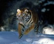 Papel de Parede Tigre Correndo na Neve