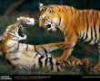 Papel de Parede Tigres Lutando
