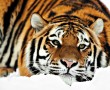 Papel de Parede Tigre Deitado na Neve