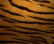 Papel de Parede Pele de Tigre