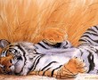 Papel de Parede Tigre Rolando no Chão