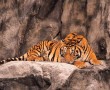 Papel de Parede Tigre Dormindo Com Olhos Abertos