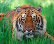 Papel de Parede Tigre Sentado na Relva