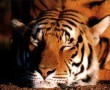 Papel de Parede Tigre Dormindo