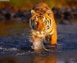Papel de Parede Tigre Atravessando o Rio