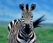 Papel de Parede Bela Zebra