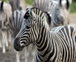 Papel de Parede Zebra Jovem