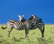 Papel de Parede Abraço de Zebras