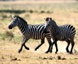Papel de Parede Zebras Correndo