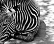 Papel de Parede Zebra Deitada