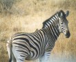 Papel de Parede Zebra Bela