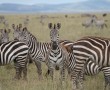 Papel de Parede Zebras no Campo