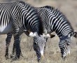 Papel de Parede Zebras Pastando