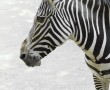 Papel de Parede Cara de Zebra