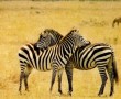 Papel de Parede Amor de Zebra