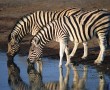 Papel de Parede Zebras Bebendo Água