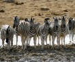 Papel de Parede Zebra 20