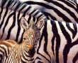 Papel de Parede Zebra e Seu Filhote
