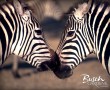 Papel de Parede Beijo de Zebra