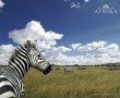 Papel de Parede Zebra da África