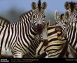 Papel de Parede Zebra Sorrindo