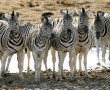 Papel de Parede Zebras Enfileiradas