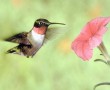 Papel de Parede Beija Flor