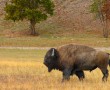 Papel de Parede Bison no Campo