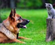 Papel de Parede Cachorro e Gato